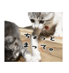 さんびきのこねこ その2（個別スタンプ：14）