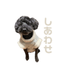 我が家のミント様2（個別スタンプ：14）