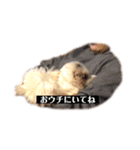 日々まるちゃん14（個別スタンプ：2）