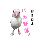 文鳥無双（個別スタンプ：10）