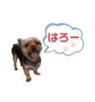 うちの殿君3（個別スタンプ：1）