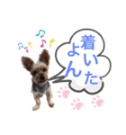 うちの殿君3（個別スタンプ：4）