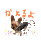うちの殿君3（個別スタンプ：5）