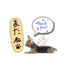 うちの殿君3（個別スタンプ：11）