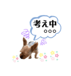 うちの殿君3（個別スタンプ：13）