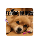 ヤスくんちのかわい子ちゃんたち（個別スタンプ：1）