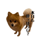 ヤスくんちのかわい子ちゃんたち（個別スタンプ：2）