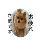 ヤスくんちのかわい子ちゃんたち（個別スタンプ：6）