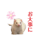 ぺっとすたんぷ_その4（個別スタンプ：4）