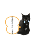 ぺっとすたんぷ_その4（個別スタンプ：9）