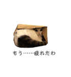 ぺっとすたんぷ_その4（個別スタンプ：11）