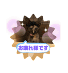 ぺっとすたんぷ_その4（個別スタンプ：12）