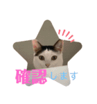 ぺっとすたんぷ_その4（個別スタンプ：13）
