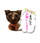 ぺっとすたんぷ_その4（個別スタンプ：15）