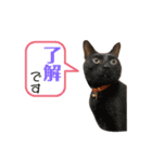 ぺっとすたんぷ_その4（個別スタンプ：16）