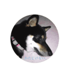 愛犬 豆柴サラ 第4弾（個別スタンプ：1）
