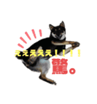 愛犬 豆柴サラ 第4弾（個別スタンプ：2）