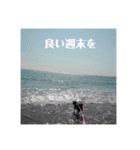 愛犬 豆柴サラ 第4弾（個別スタンプ：4）