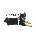 愛犬 豆柴サラ 第4弾（個別スタンプ：5）