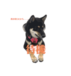 愛犬 豆柴サラ 第4弾（個別スタンプ：6）
