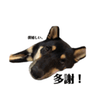 愛犬 豆柴サラ 第4弾（個別スタンプ：7）