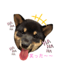 愛犬 豆柴サラ 第4弾（個別スタンプ：8）