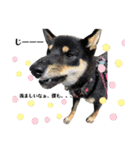 愛犬 豆柴サラ 第4弾（個別スタンプ：9）