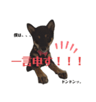 愛犬 豆柴サラ 第4弾（個別スタンプ：11）