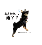 愛犬 豆柴サラ 第4弾（個別スタンプ：12）