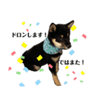 愛犬 豆柴サラ 第4弾（個別スタンプ：14）