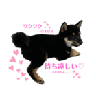 愛犬 豆柴サラ 第4弾（個別スタンプ：16）