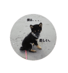 愛犬 豆柴サラ 第4弾（個別スタンプ：17）