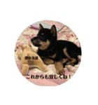 愛犬 豆柴サラ 第4弾（個別スタンプ：18）