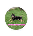 愛犬 豆柴サラ 第4弾（個別スタンプ：22）