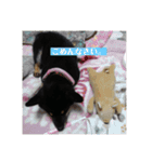 愛犬 豆柴サラ 第4弾（個別スタンプ：23）