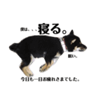 愛犬 豆柴サラ 第4弾（個別スタンプ：24）