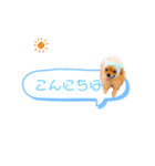 pomeranianファミリー（個別スタンプ：1）