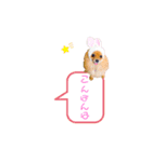 pomeranianファミリー（個別スタンプ：2）