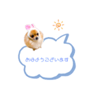 pomeranianファミリー（個別スタンプ：4）