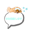 pomeranianファミリー（個別スタンプ：5）