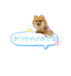 pomeranianファミリー（個別スタンプ：7）