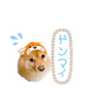 pomeranianファミリー（個別スタンプ：8）