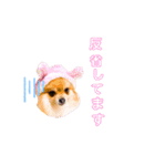 pomeranianファミリー（個別スタンプ：9）