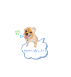 pomeranianファミリー（個別スタンプ：10）