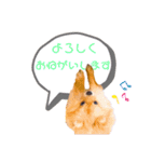 pomeranianファミリー（個別スタンプ：11）