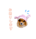 pomeranianファミリー（個別スタンプ：12）