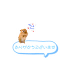 pomeranianファミリー（個別スタンプ：13）