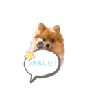 pomeranianファミリー（個別スタンプ：14）