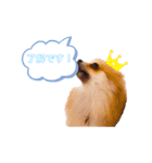 pomeranianファミリー（個別スタンプ：15）