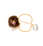 pomeranianファミリー（個別スタンプ：16）